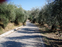 Olivenhein Ligurien